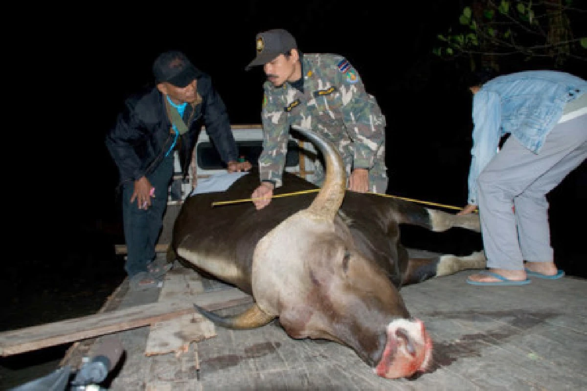 กระทิงหวงป่าโดดชนรถเก๋งพังยับ