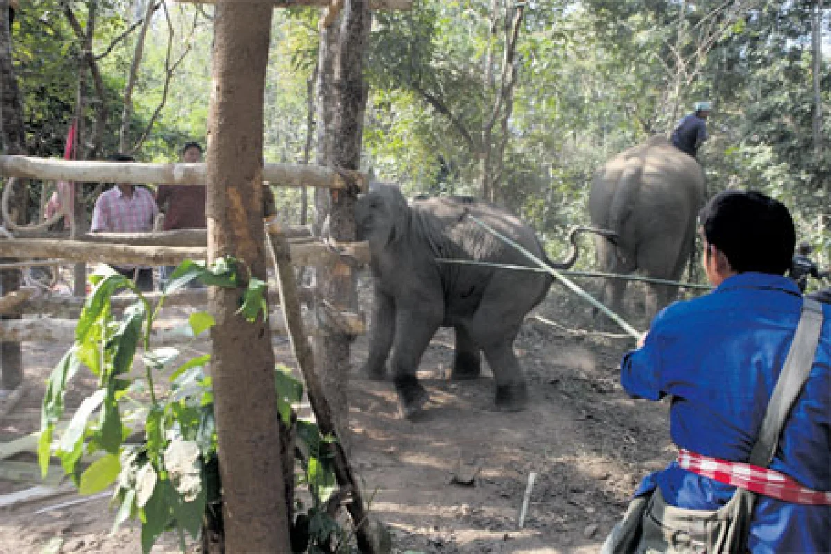 เอาช้างเข้าโรงเรียน