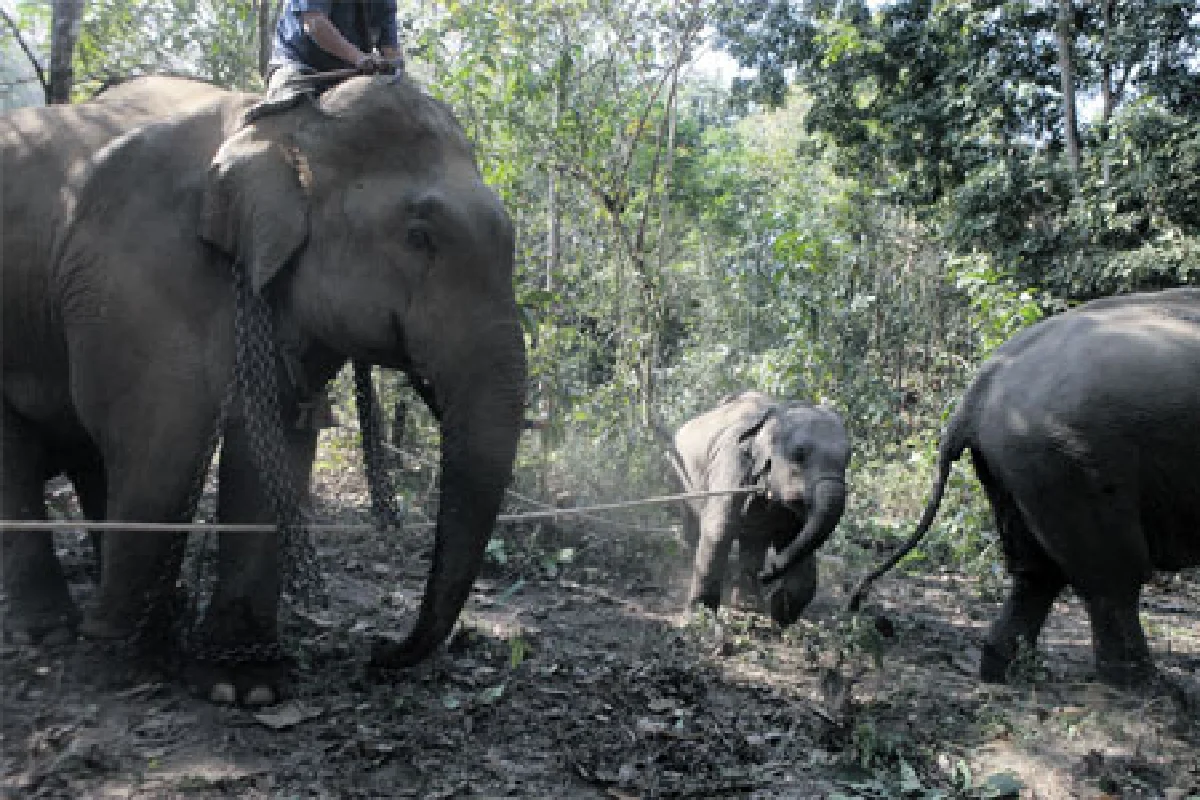 เอาช้างเข้าโรงเรียน