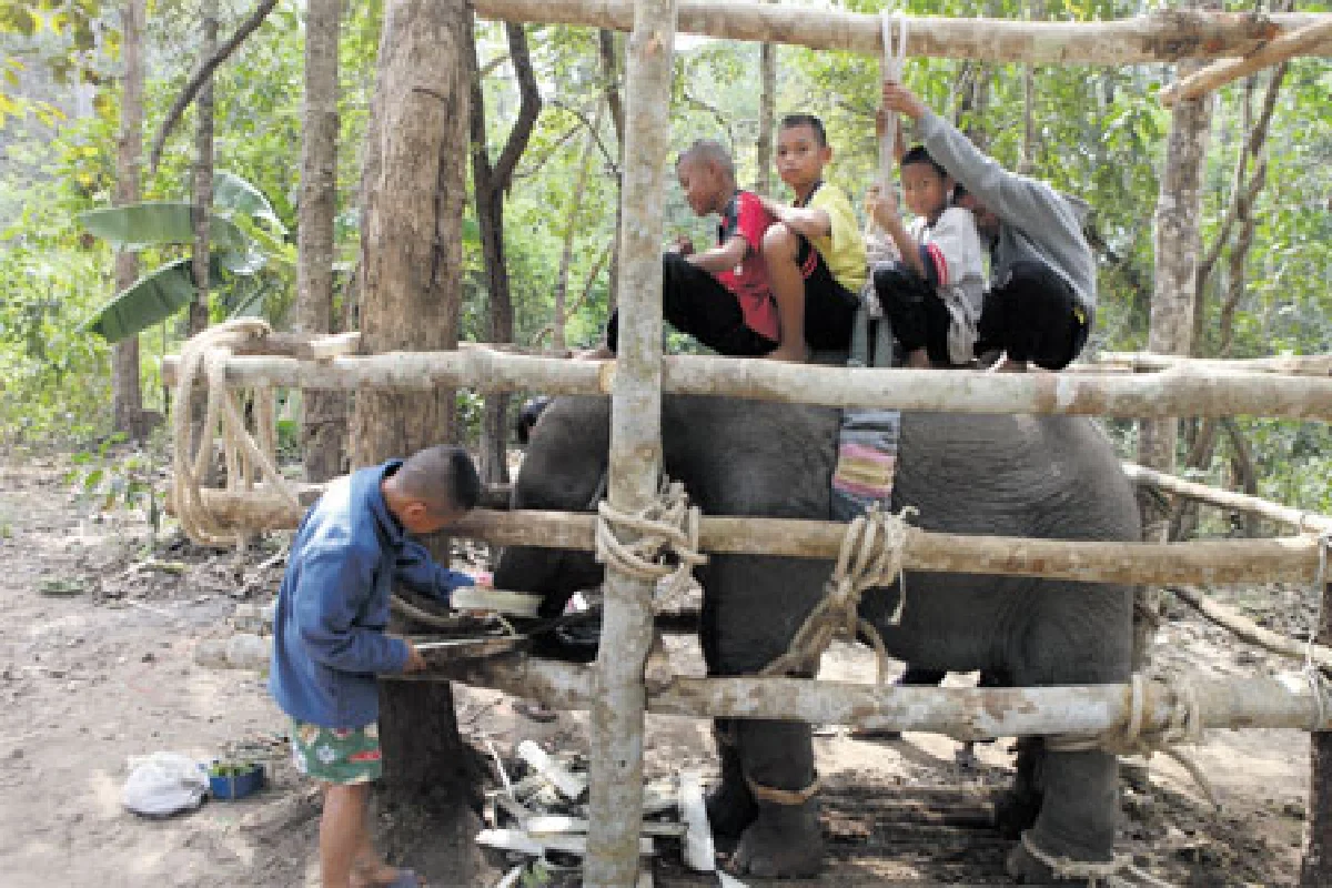 เอาช้างเข้าโรงเรียน
