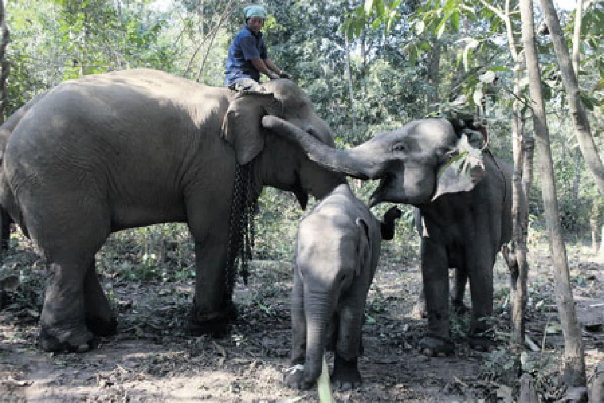 เอาช้างเข้าโรงเรียน