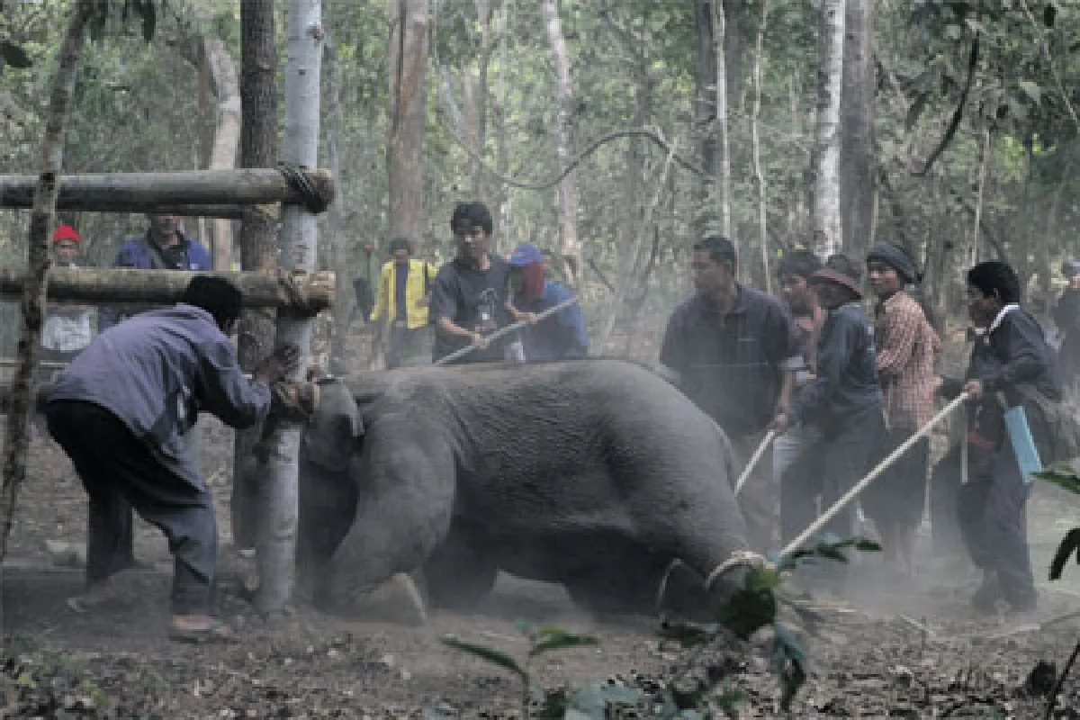 เอาช้างเข้าโรงเรียน