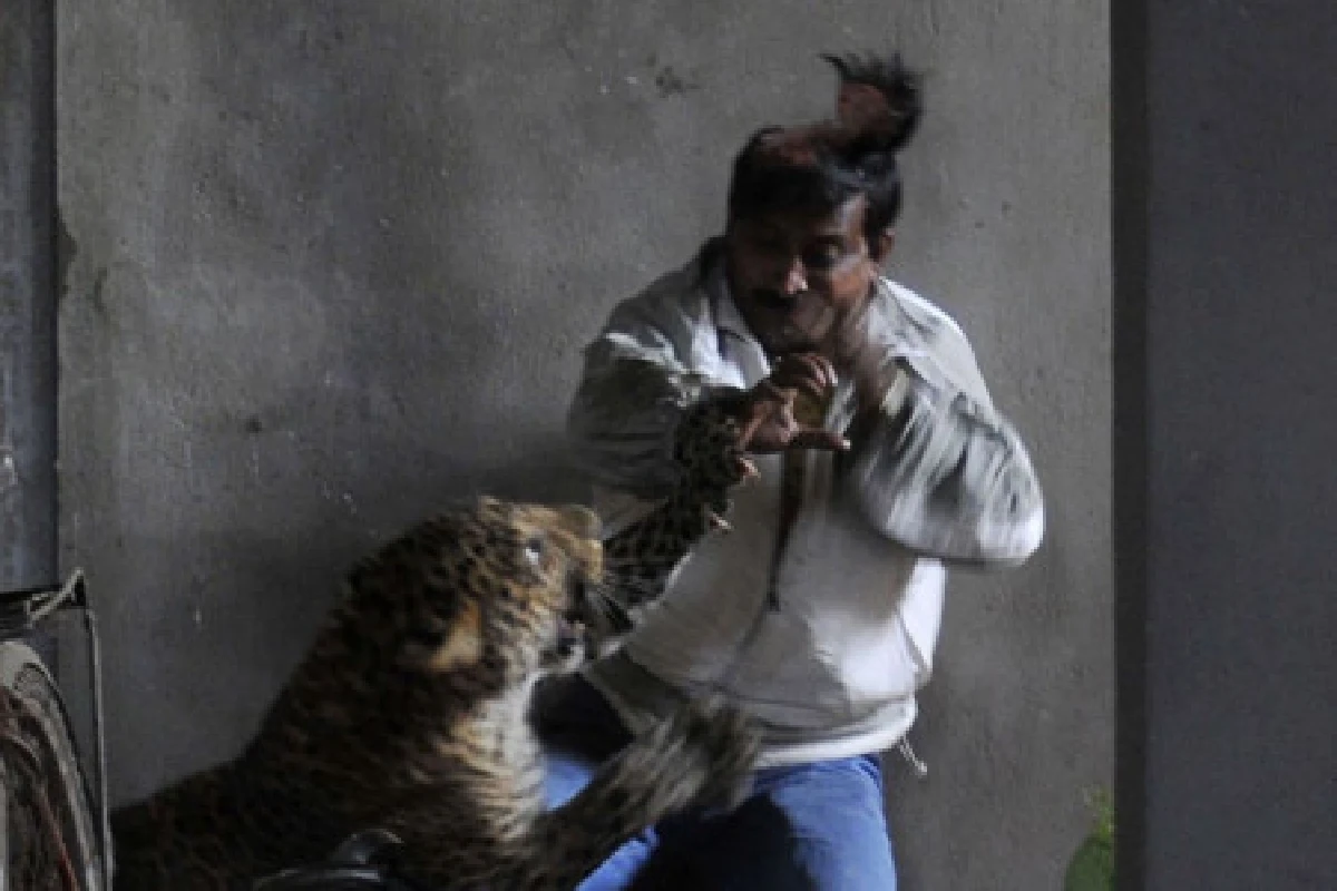 เสือดาวอินเดียตะปบคนสาหัส3