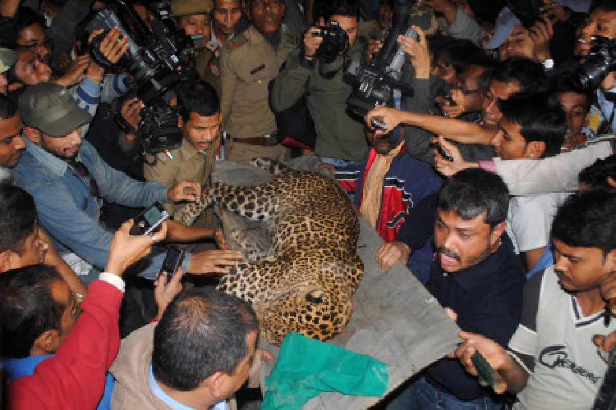 เสือดาวอินเดียตะปบคนสาหัส3