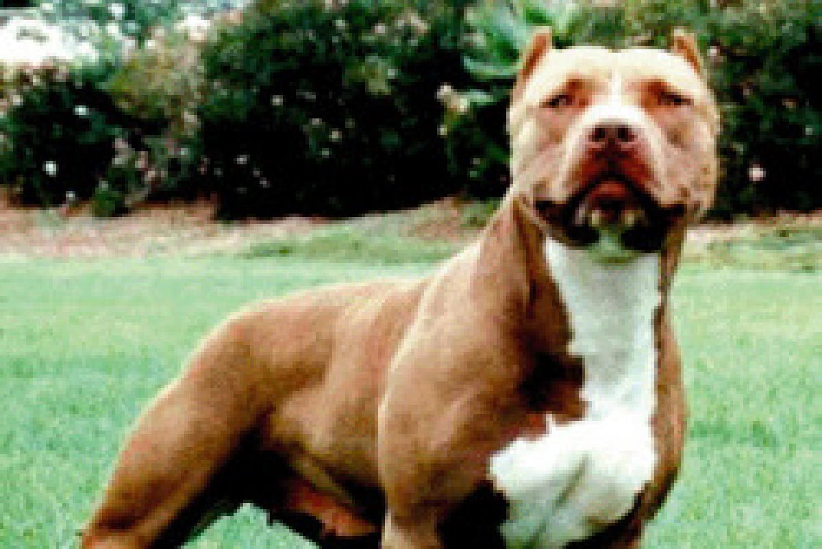 จีนเล็งสั่งห้ามเลี้ยงสุนัขพันธุ์ใหญ่-ดุร้าย