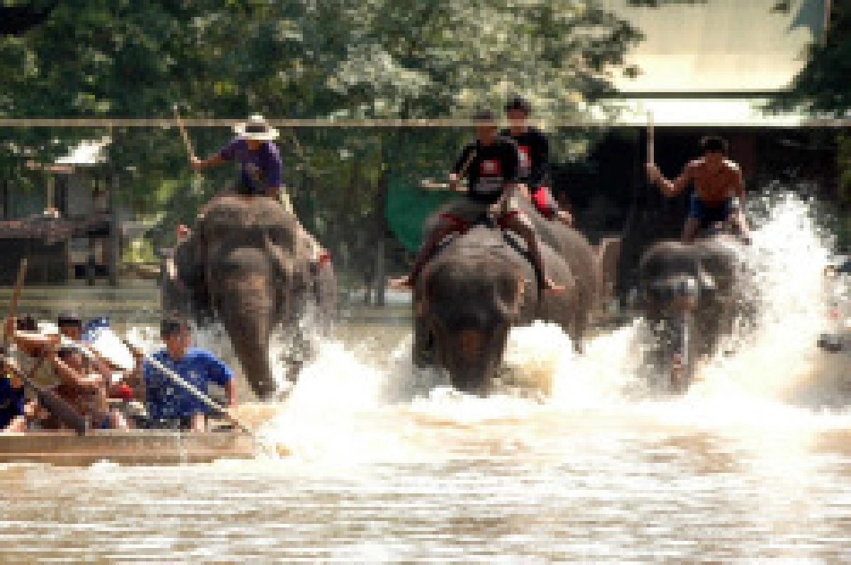 ปางช้างกรุงเก่าโต้ไม่สวมสิทธิช้างป่า