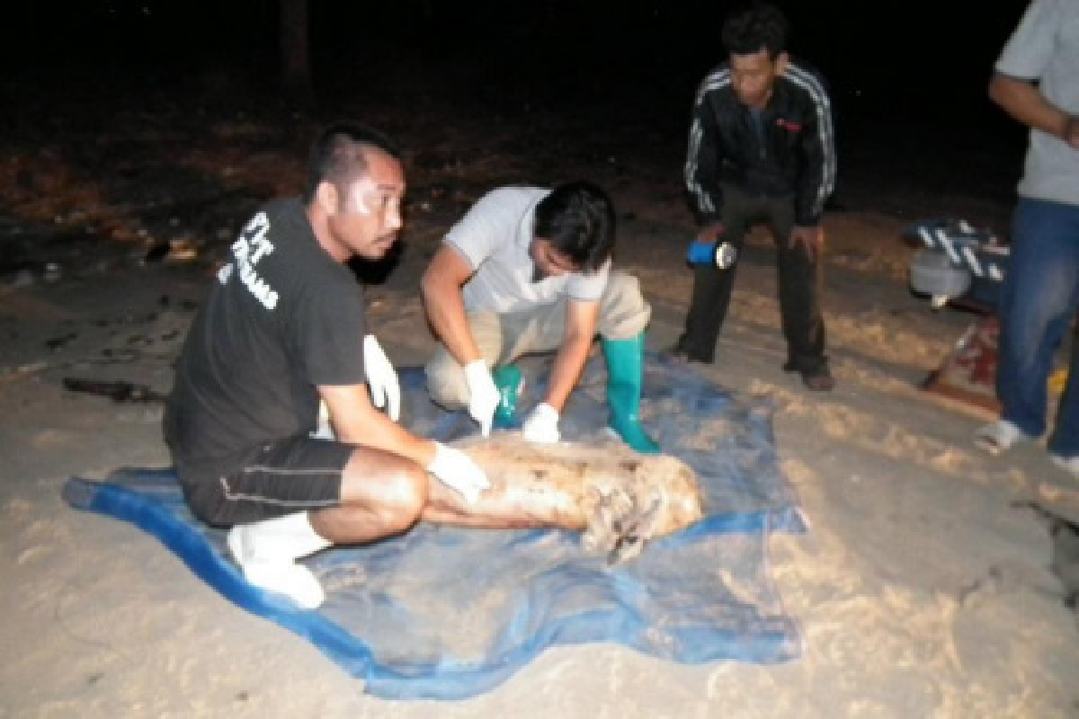 โลมาหัวบาตรคลื่นซัดตายเกยหาด โลมาหัวบาตรคลื่นซัดตายเกยหาด