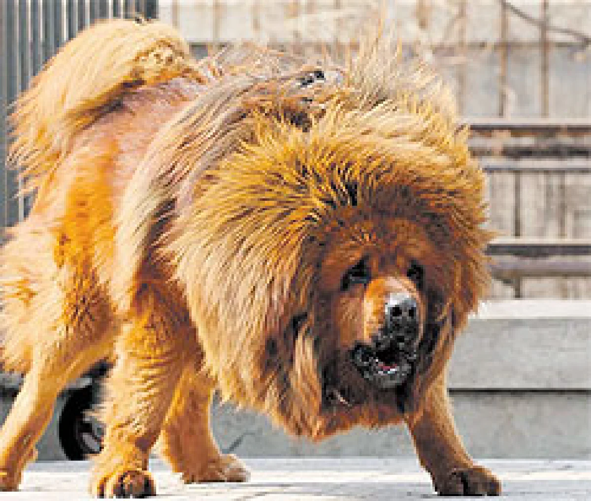 ทีเด็ด'สุนัขจีน'