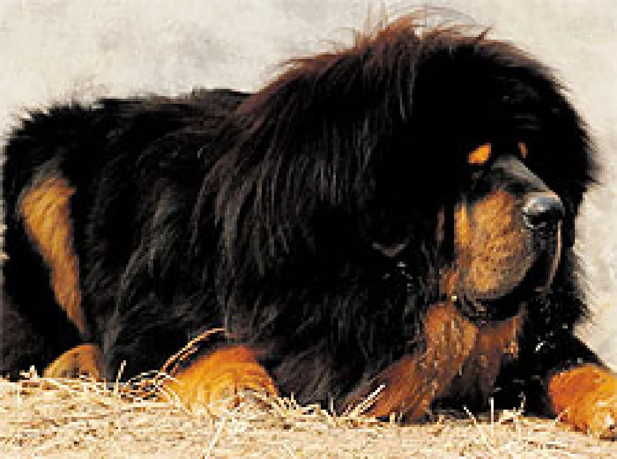 ทีเด็ด'สุนัขจีน'