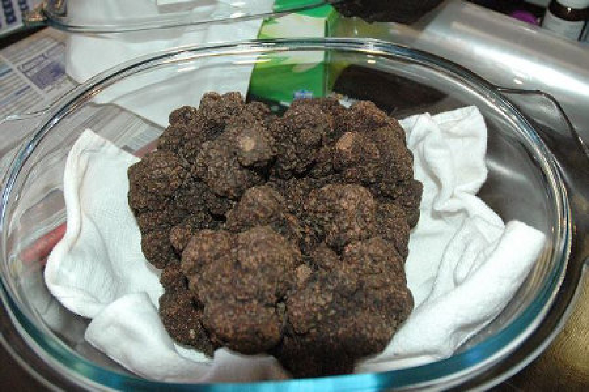 ฝรั่งเศสเจอเห็ดใหญ่ที่สุดในโลก ฝรั่งเศสเจอเห็ดใหญ่ที่สุดในโลก