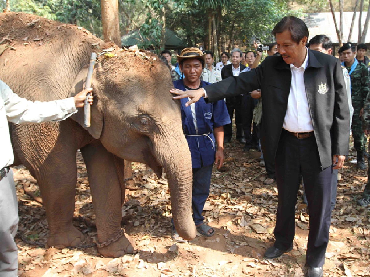 Baby elephant being smuggled, parks chief says