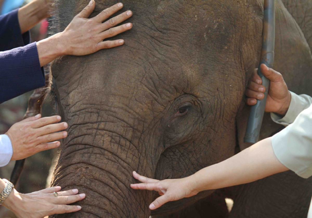 Baby elephant being smuggled, parks chief says