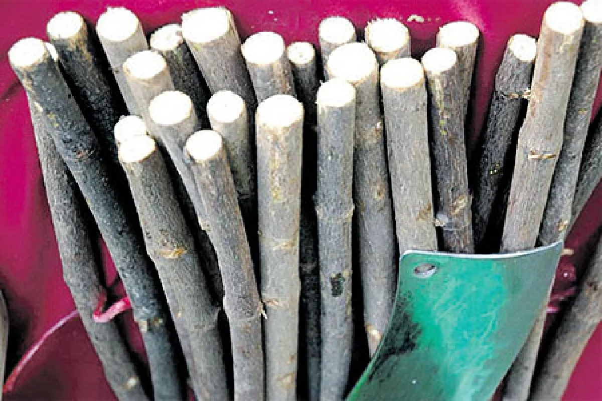 ไก่ย่างไม้มะดันที่ห้วยทับทัน ศรีสะเกษ