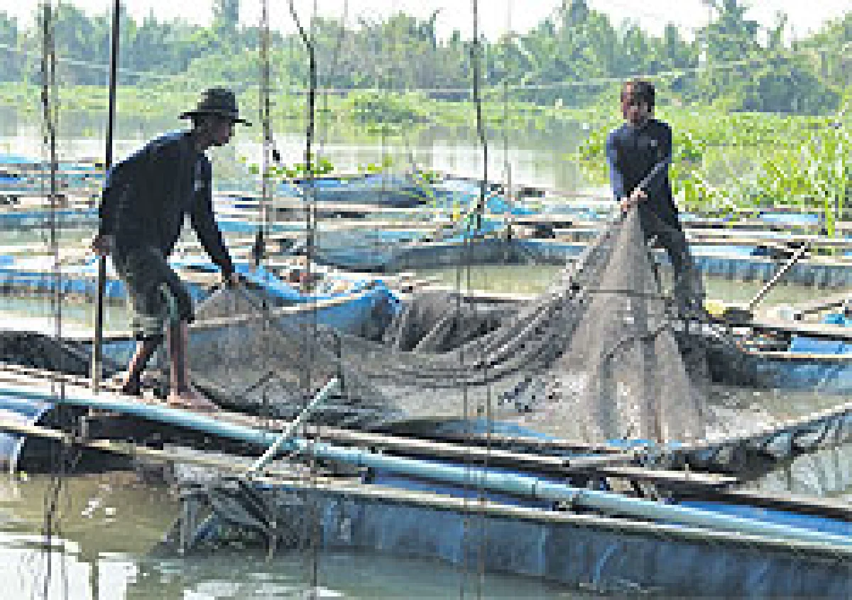 ยกพล (ปลาทับทิม)ขึ้นบกสูตรเลี้ยงแบบใหม่ รายได้งาม