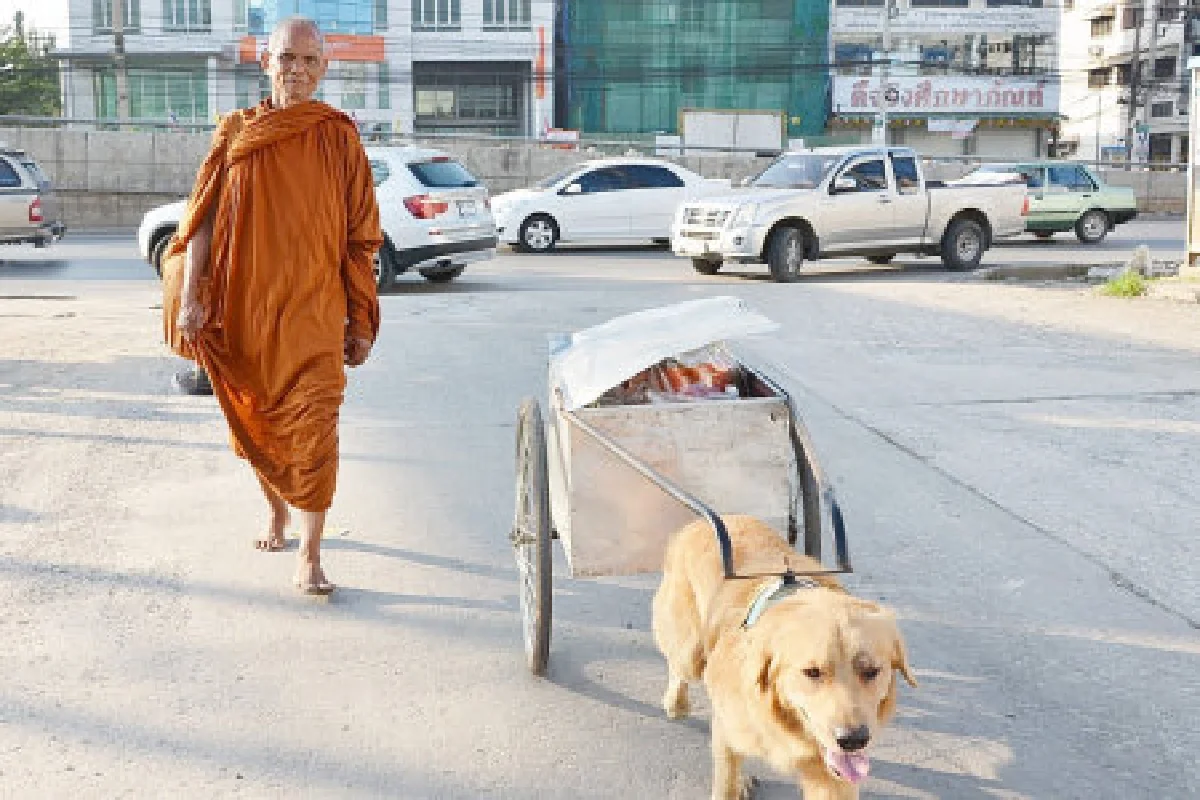 ทึ่ง!เจ้าตูบแสนรู้เดินบิณฑบาตกับพระ