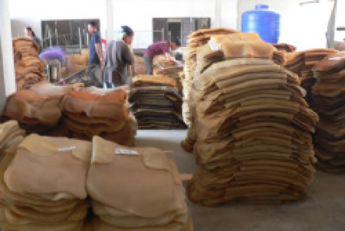 สหกรณ์ยางเชื่อราคายางแตะ130บ./กก.