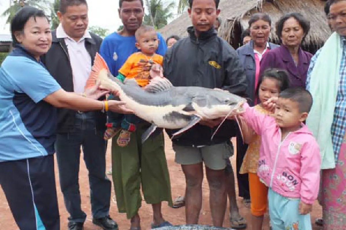 ฮือฮา!ปลาดุกยักษ์หนัก17กก.