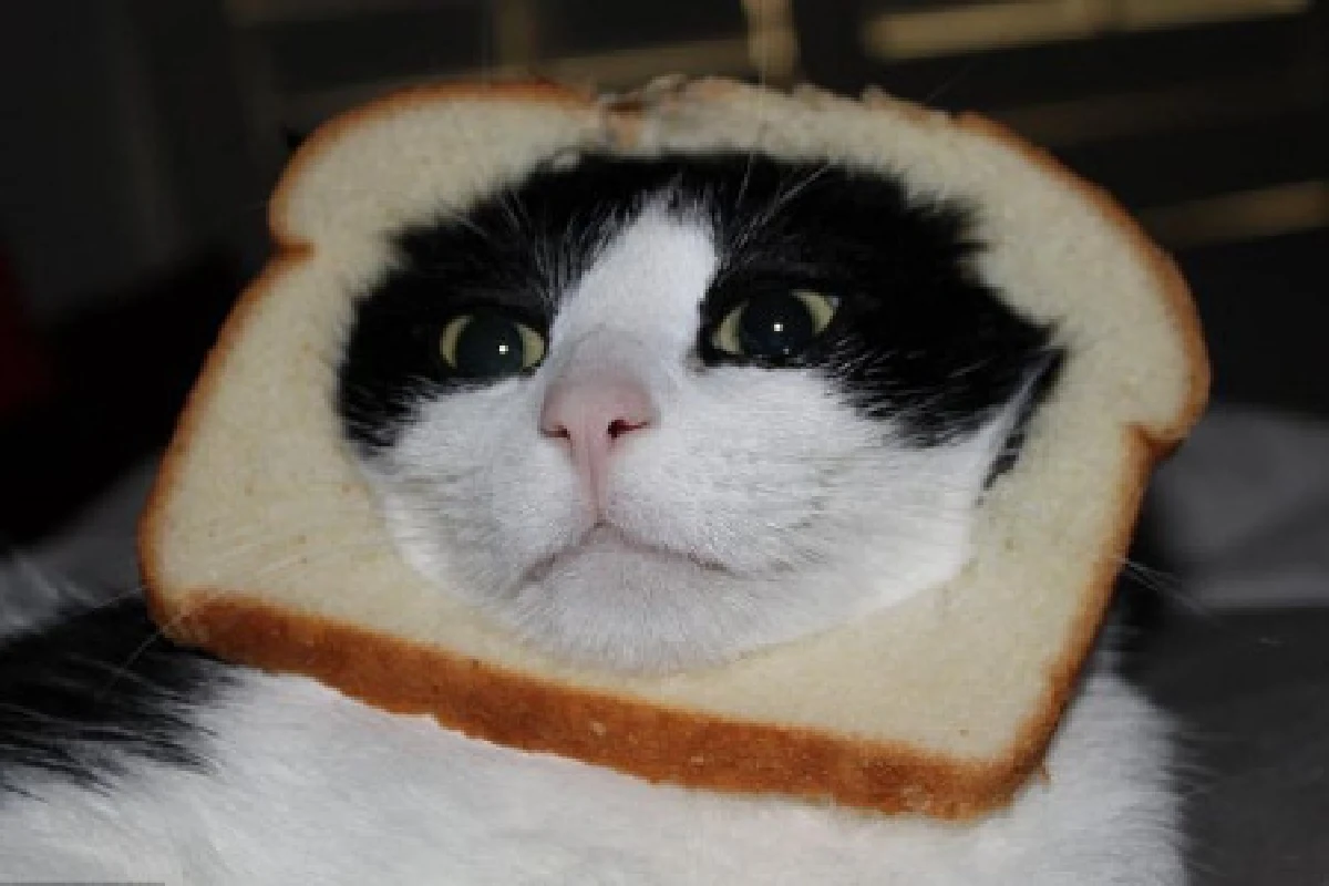 ชาวเน็ตแห่โพสต์ภาพแมวหน้าขนมปัง