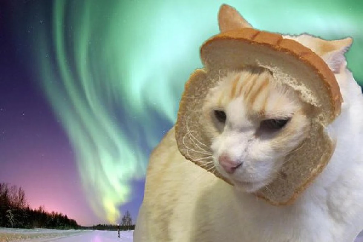 ชาวเน็ตแห่โพสต์ภาพแมวหน้าขนมปัง