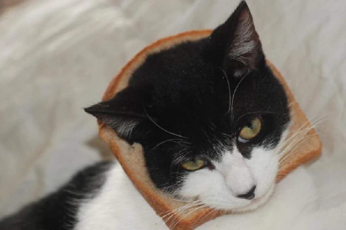 ชาวเน็ตแห่โพสต์ภาพแมวหน้าขนมปัง