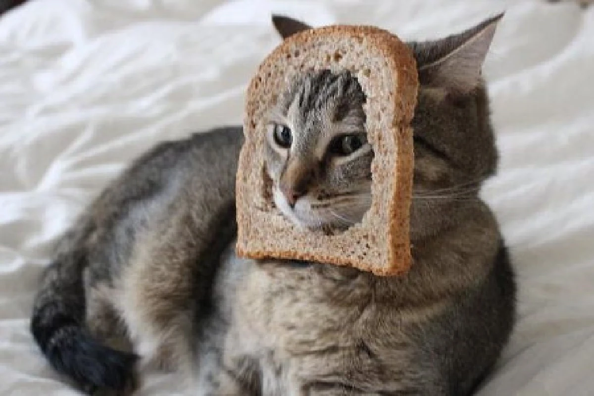 ชาวเน็ตแห่โพสต์ภาพแมวหน้าขนมปัง