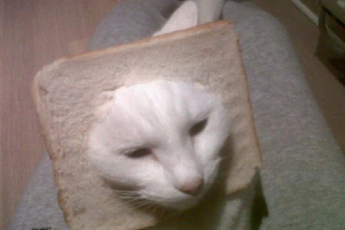 ชาวเน็ตแห่โพสต์ภาพแมวหน้าขนมปัง