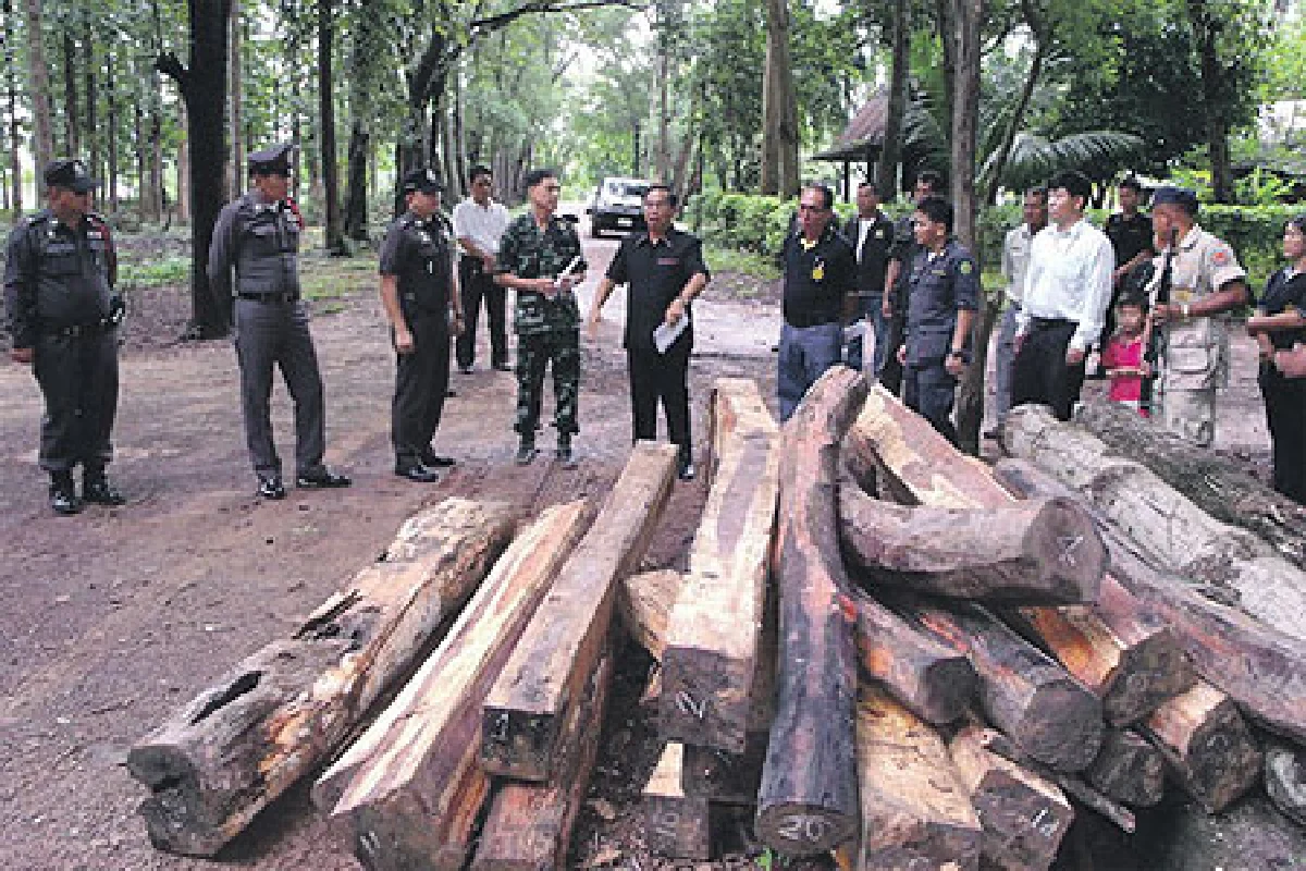 ไม้พะยูง...ไม้มงคล มอดไม้ต่างหมายปอง