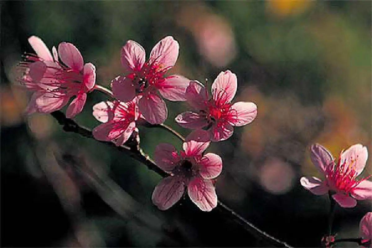 เที่ยวไปตามตะวัน (ในสายลมแรง)