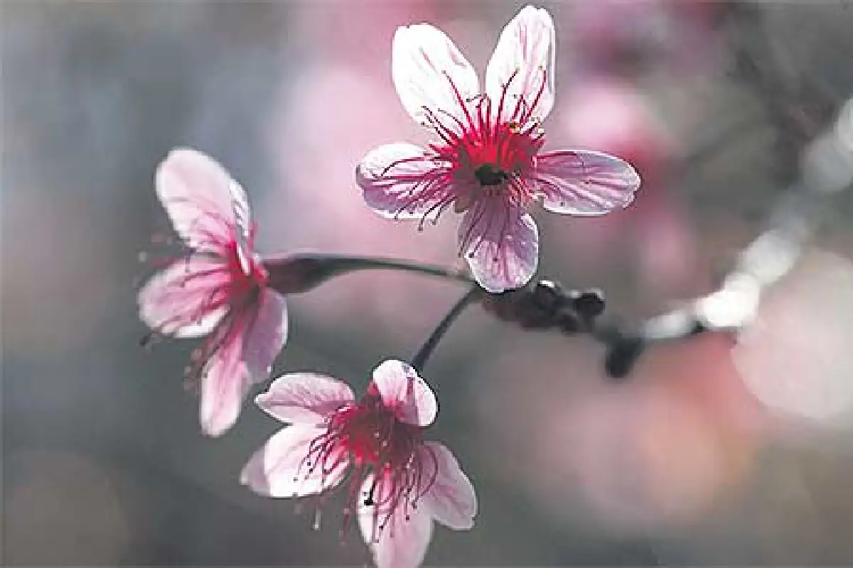 เที่ยวไปตามตะวัน (ในสายลมแรง)