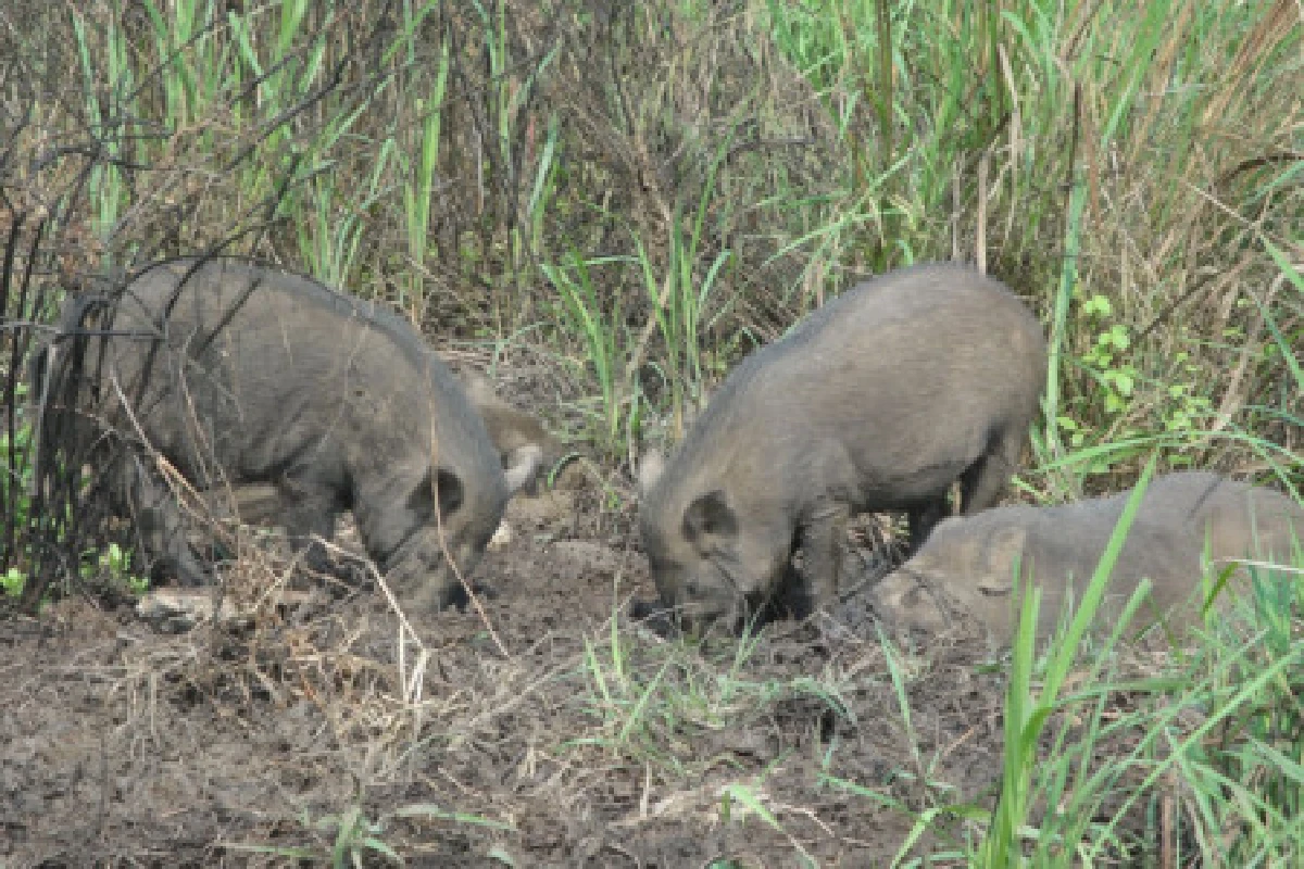 เสี่ยขนส่งเลี้ยงหมูป่านับร้อยเผยเพื่อสิริมงคล
