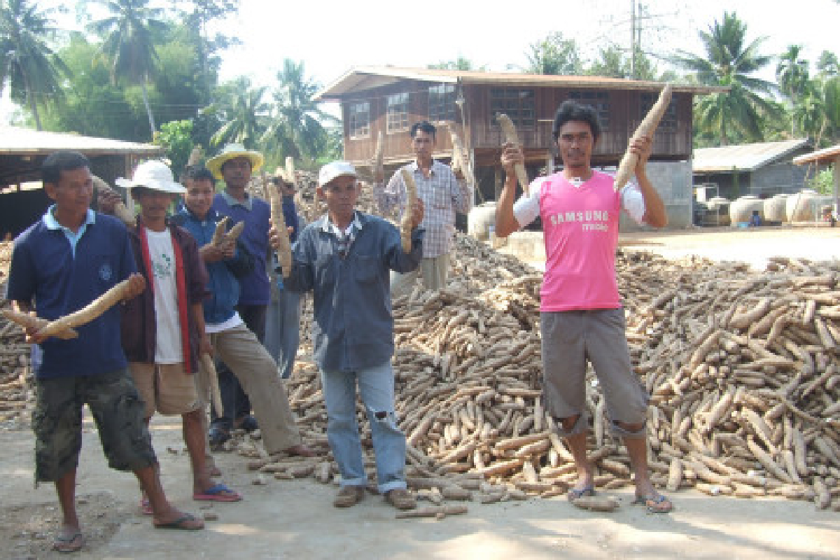 ร้องรัฐพักชำระหนี้หลังราคามันตกต่ำ ร้องรัฐพักชำระหนี้หลังราคามันตกต่ำ