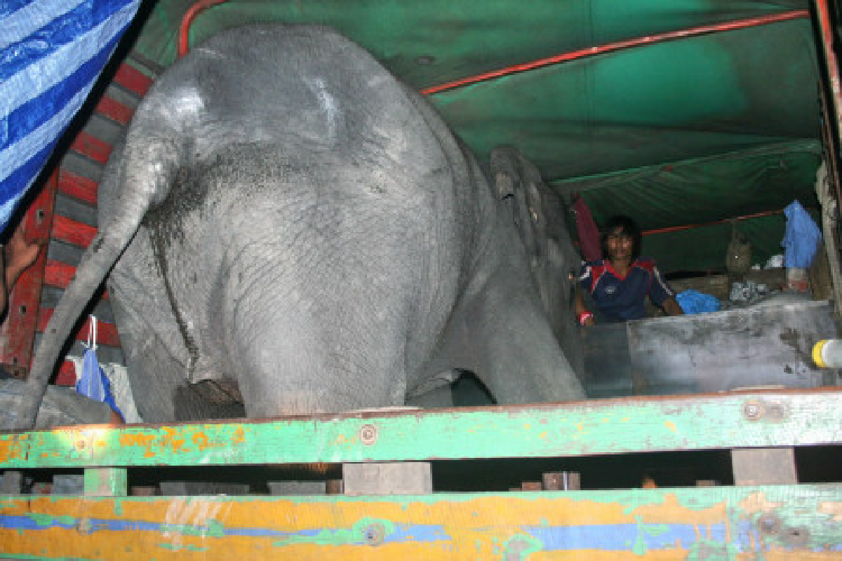 กระบะพุ่งชนช้างเร่ร่อนบาดเจ็บ กระบะพุ่งชนช้างเร่ร่อนบาดเจ็บ