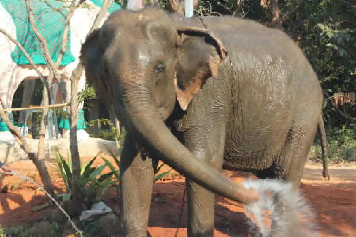 ต้อนช้างเลี้ยงในหมู่บ้านผวาโจรย่องฉก