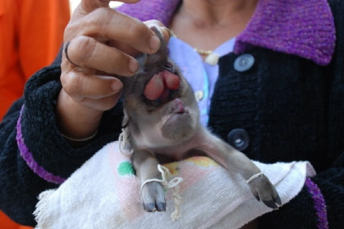 ฮือฮา!ลูกหมูขาเป็นวัวหัวเป็นช้าง