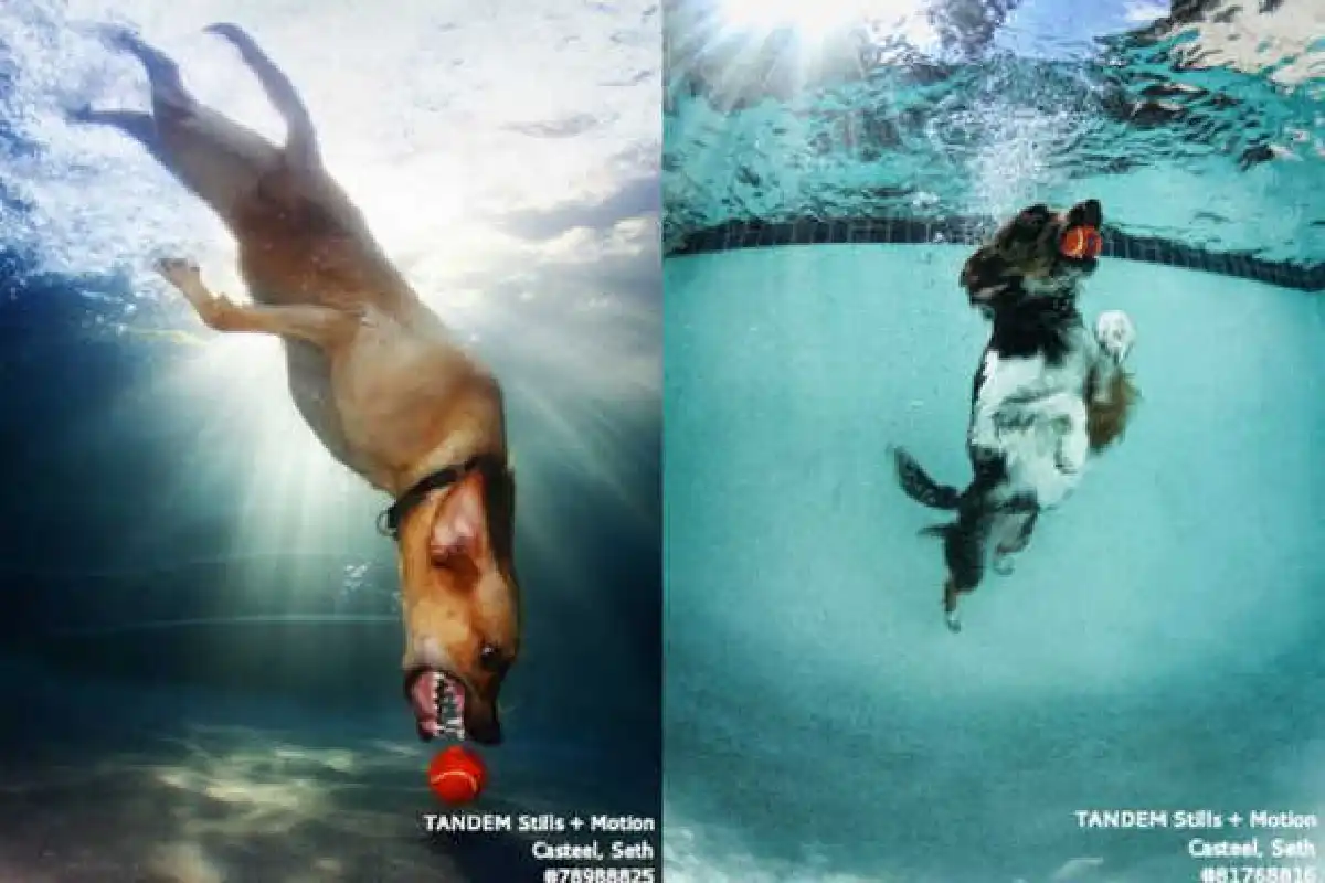 ภาพสุดฮาน้องหมาโดดน้ำ