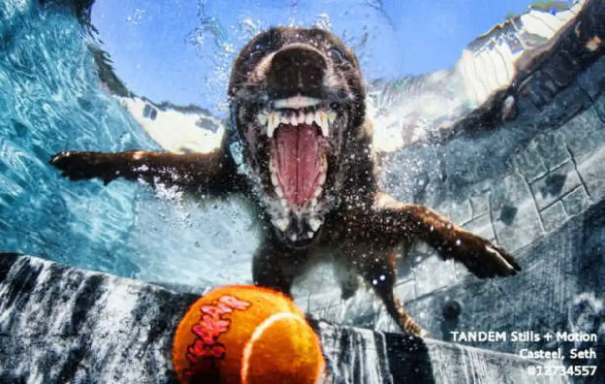 ภาพสุดฮาน้องหมาโดดน้ำ