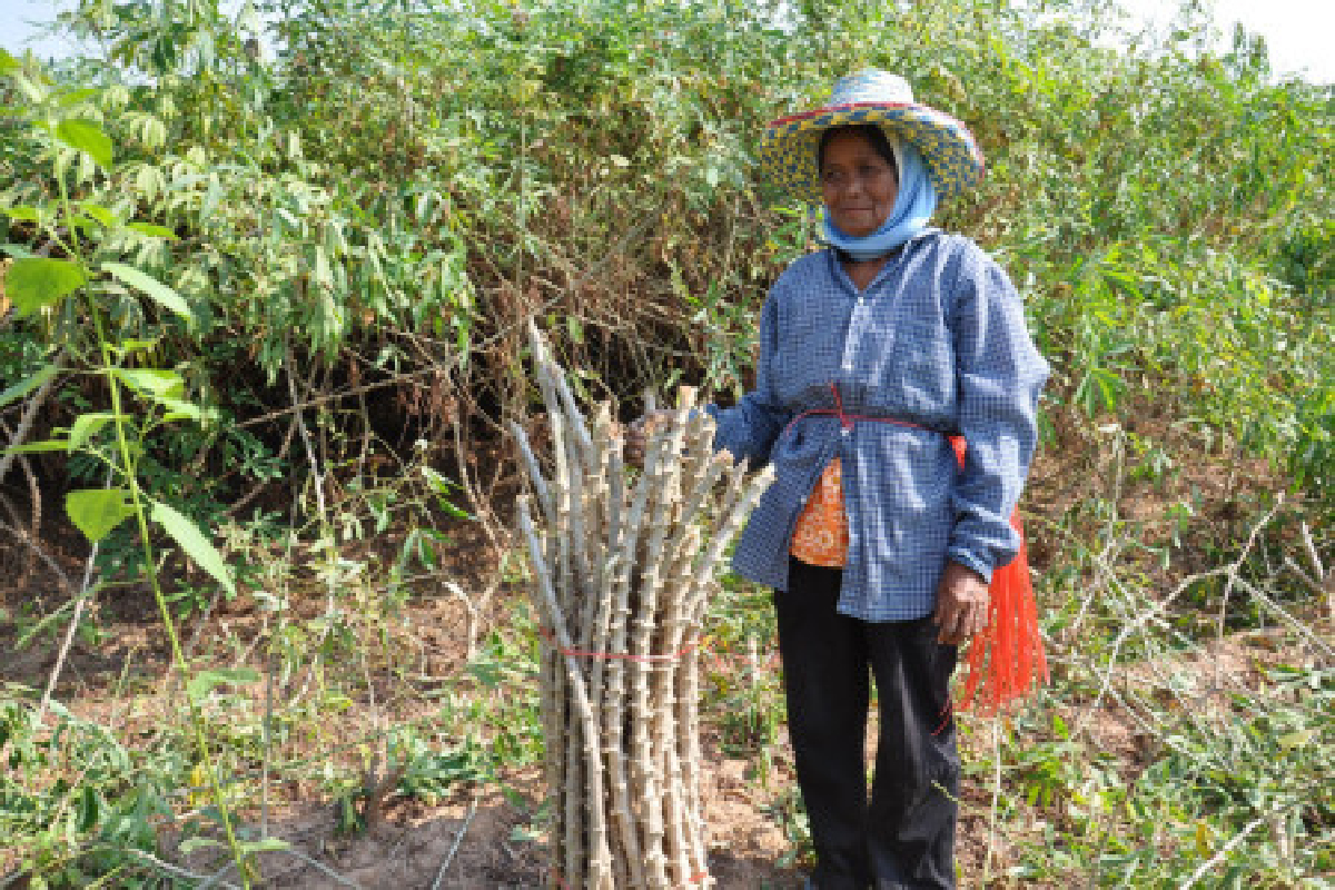 เกษตรกรโคราชเมินร่วมจำนำมัน เกษตรกรโคราชเมินร่วมจำนำมัน
