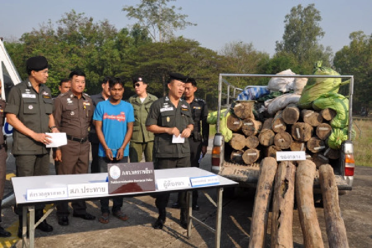 รวบแก๊งค้าไม้พะยูงยึดของกลาง26ท่อน