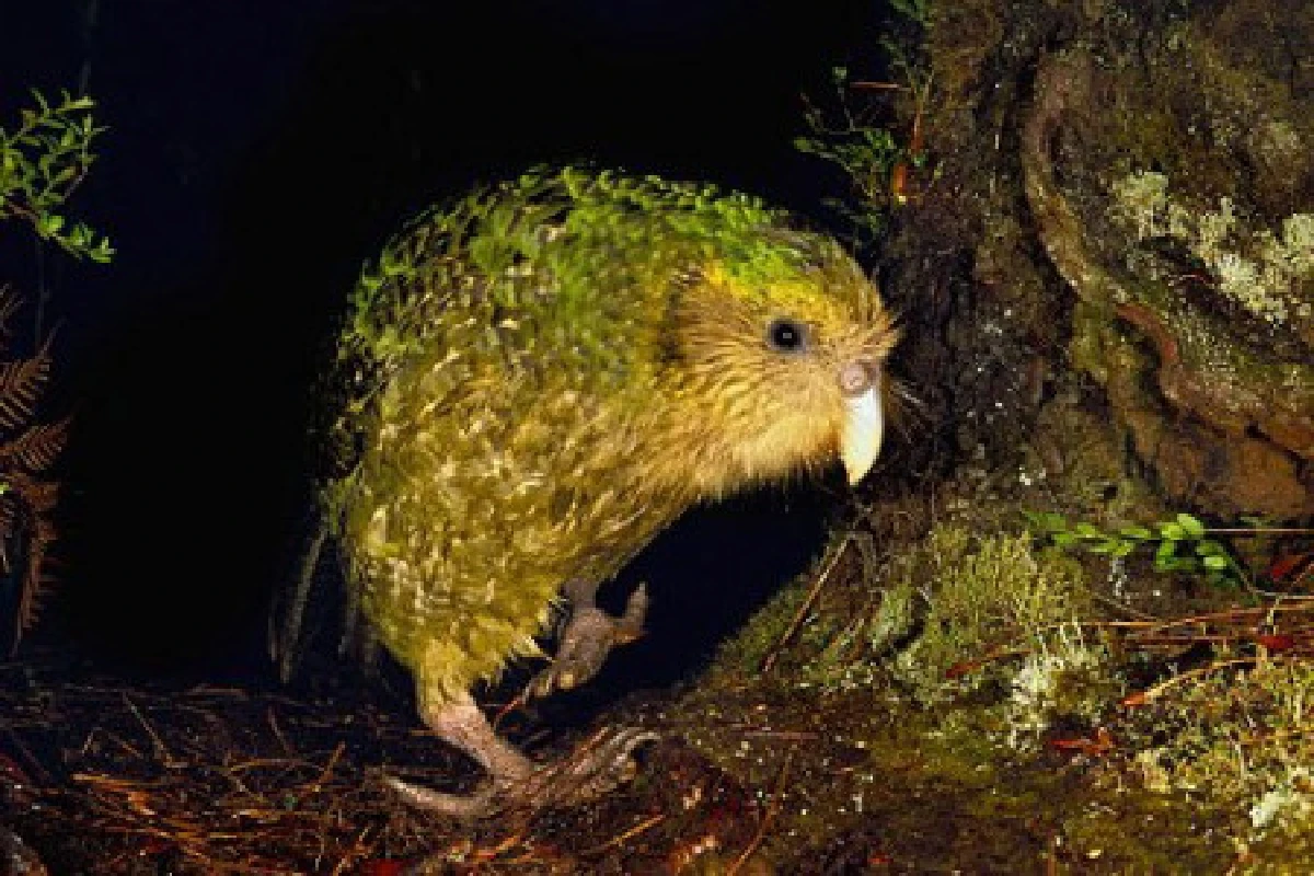 นักวิทย์พบนกแก้วสืบพันธุ์ยากสุดในโลก