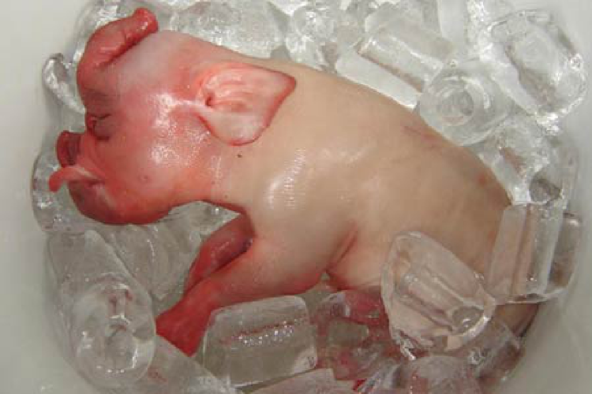 ฮือฮา!หมูป่าออกลูกมีงวงเหมือนช้าง ฮือฮา!หมูป่าออกลูกมีงวงเหมือนช้าง