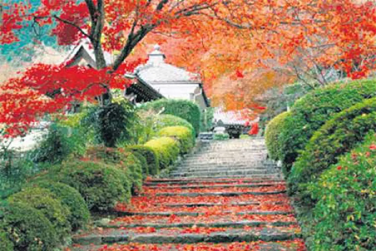 ความหมายของต้นไม้ในทางฮวงจุ้ย