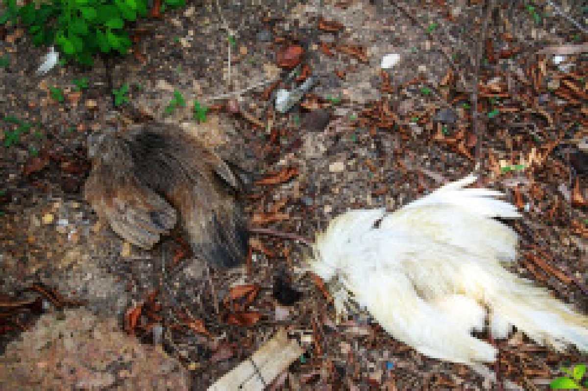 ชาวตราดผวาไก่ทยอยตายไร้สาเหตุ