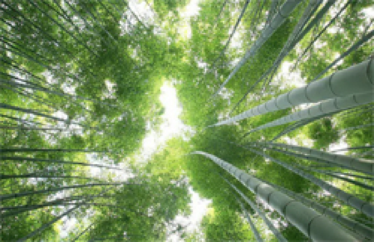 รักษ์โลก รักษ์สุขภาพ กับชุดเครื่องนอนใยไผ่