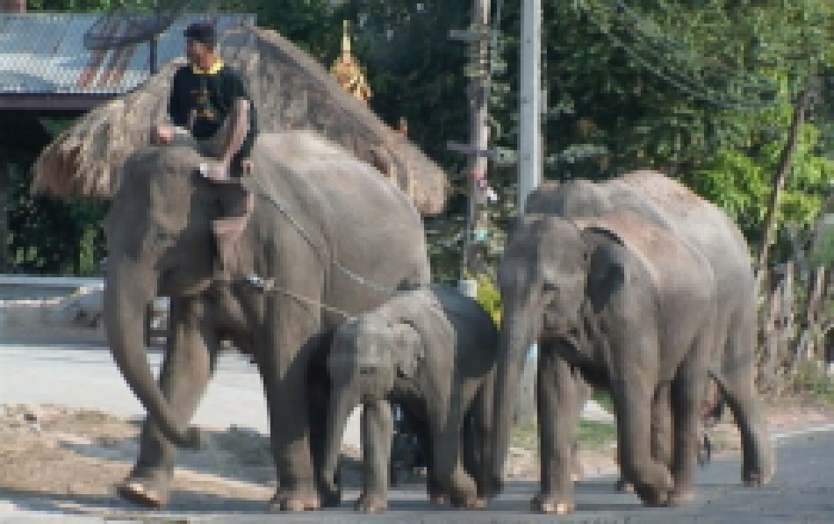 ขู่ระดมช้างปิดถนนทั่วประเทศประท้วง