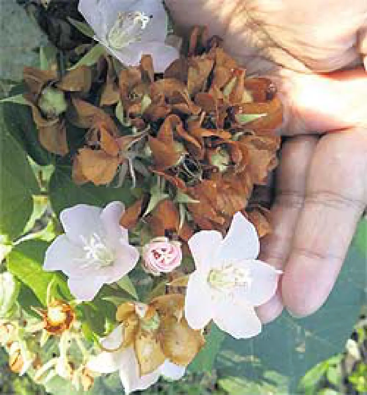 "ดอมบียา"ดอกไม้หลากชนิตแห่งแอฟริกา