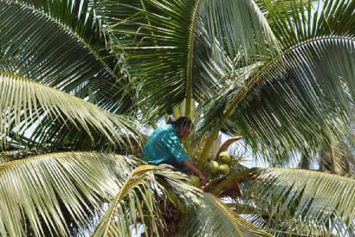 ทึ่ง!ยายวัย74ปีปีนเก็บมะพร้าวขาย