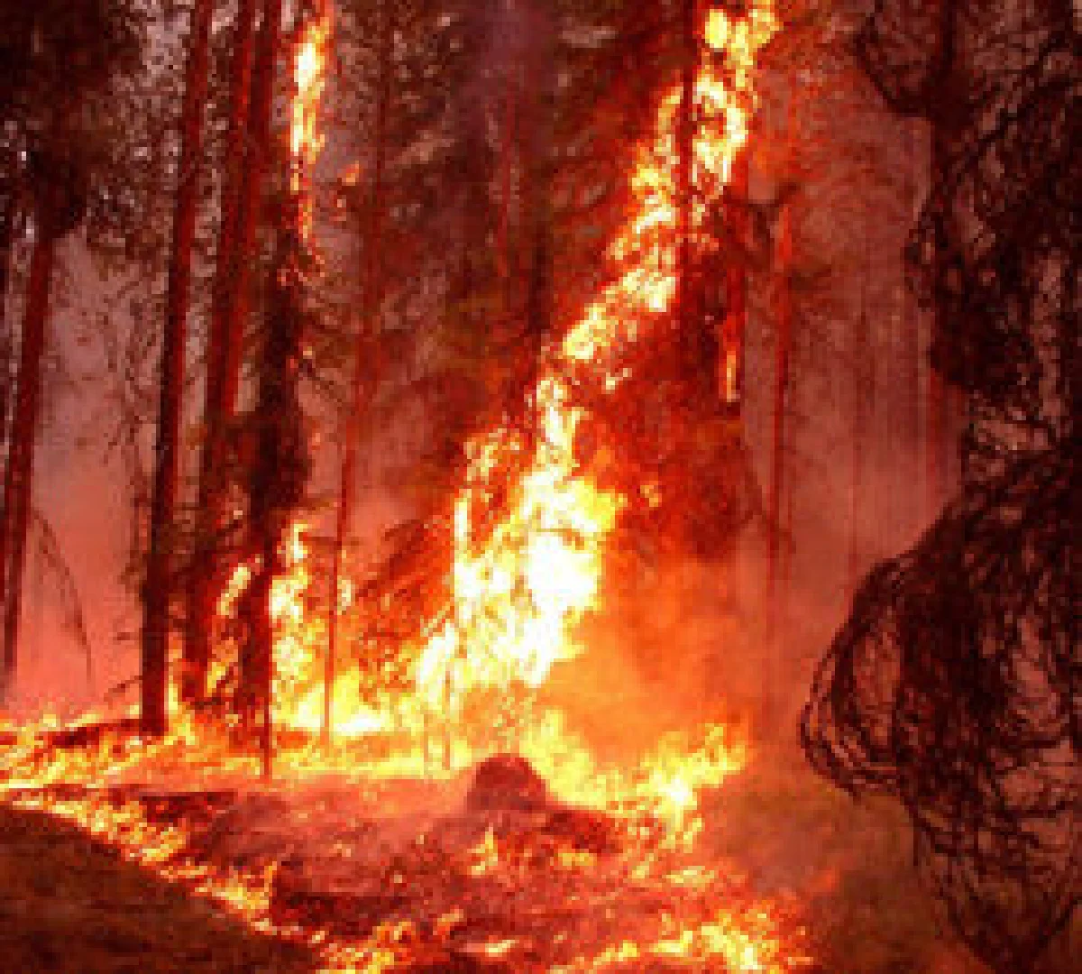 ไฟป่าไหม้ดงกล้วยไข่200ไร่เสียหายราบ