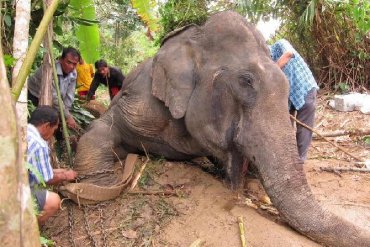 ช้างไล่กระทืบควาญหัวใจวายดับ