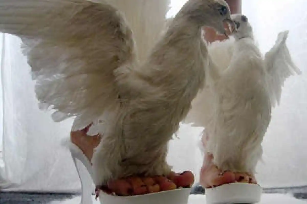 รองเท้าสุดแปลกผลิตจากซากสัตว์