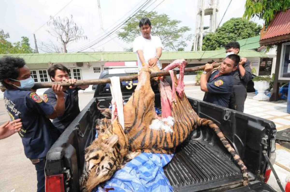tiger dead